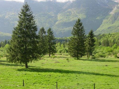 Pušis, Laukas, Gamta, Kalnai, Slovenia, Kaimo Kraštovaizdis, Kraštovaizdis