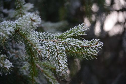 Pušis, Šaltis, Šaltas, Rime, Gamta, Žiema, Mediena, Kraštovaizdis, Ramus