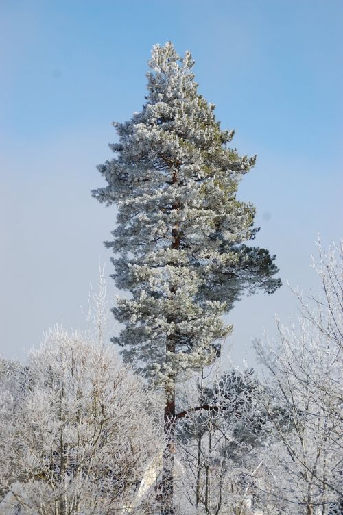 Pušis, Medis, Miškas, Gamta, Pušys, Aukšti Medžiai, Švedija, Metų Laikas, Žiema, Sniegas, Švedijos Gamta, Šaltas, Žiemos Peizažas