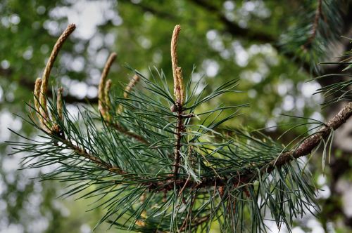 Pušis, Variklis, Sluoksnis, Pušies Adatos, Pušies Šiltnamyje, Vakarų, Augti