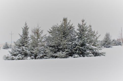 Pušys, Sniego Danga Medžiai, Sniego Dengtos Pušys, Šalies Sniegas