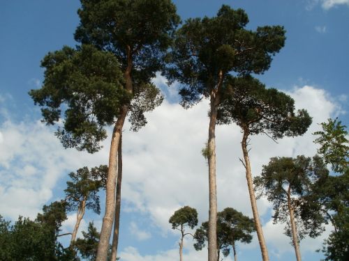 Pušys, Pinus, Sylvestris, Medžiai, Gamta, Augalas, Bagažinė, Mediena, Aplinka, Visžalis, Botanikos, Lapija, Spygliuočių, Augimas, Adatos, Aukštas