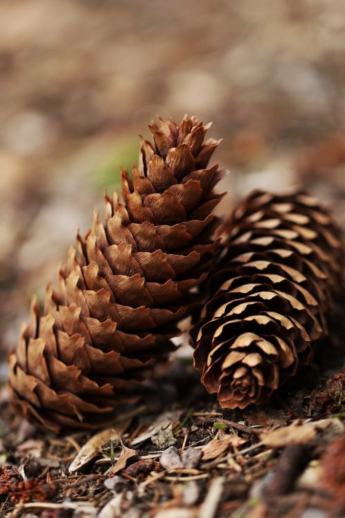 Pinecone, Mediena, Gamta, Lauke, Forrest, Miškas