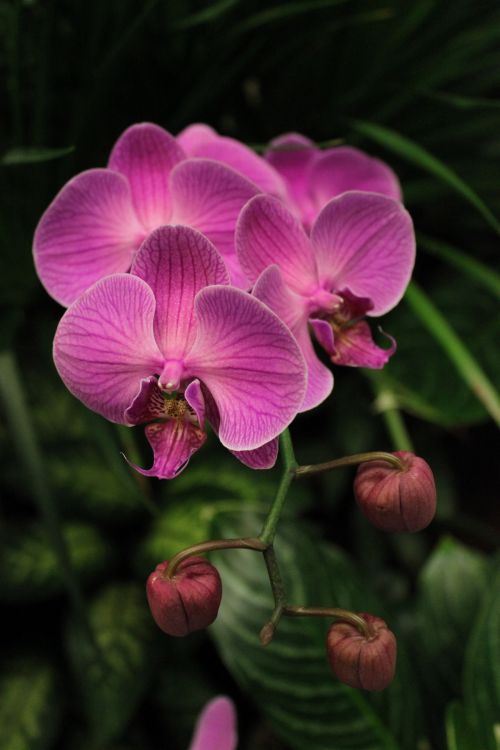 Balta & Nbsp,  Didelė & Nbsp,  Orchidėja & Nbsp,  Gėlė,  Singapūras & Nbsp,  Oro Uostas,  Išvykstant & Nbsp,  Salėje,  Rožinė Didelė Orchidėjų Gėlė Singapūre
