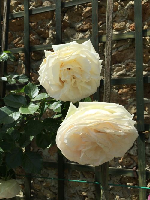 Rožės, Balta, Gėlės, Bagatelle, Paris