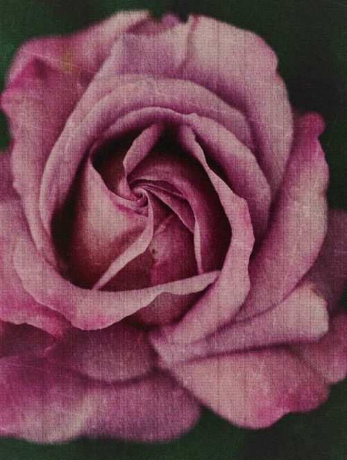 Rožinis, Gėlė, Vintage