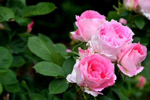 Rožinis, Rožė, Krūmas, Elegantiškas, Vestuvių Gėlės, Rožinės Gėlės