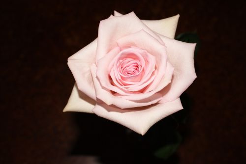 Rožinis, Rožė, Žydėti, Rožinės Gėlės, Meilė, Valentine, Minkštas