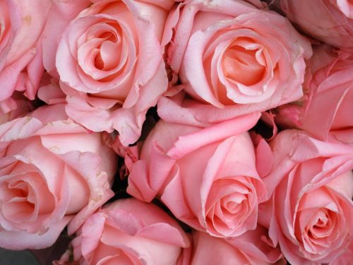 Rožinis, Rožės, Rožė, Meilė, Puokštė, Romantiškas, Valentine, Vestuvės, Gėlė, Rožinės Gėlės, Šventė, Su Gimtadieniu