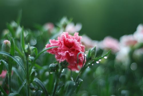 Rožinis, Pavasaris, Gėlė, Rosa, Žalias, Flora, Gamta, Augalas, Sodas, Makro