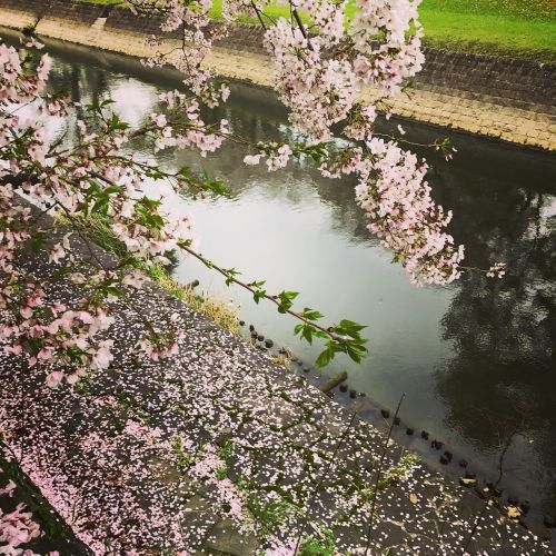 Rožinis, Vyšnių Žiedas, Sakura, Gėlė, Kumamoto, Pilis, Pavasaris, Japonija