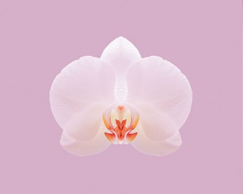 Rožinis, Orchidėja, Gamta, Gėlė, Balta