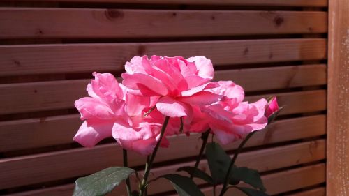 Rožinis, Gėlė, Gamta