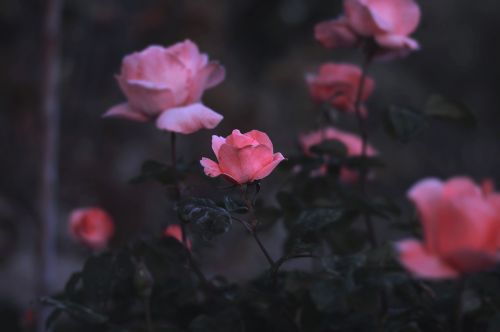 Rožinis, Rožės, Sodas, Gėlė, Gamta