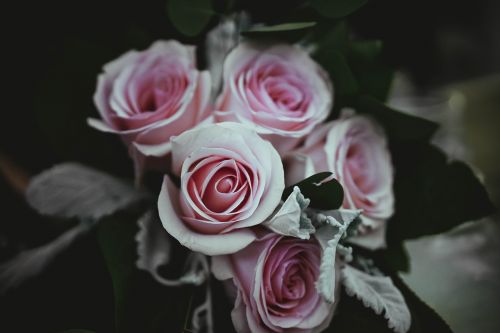 Rožinis, Rožė, Gėlė, Žiedlapiai, Gamta, Krūva