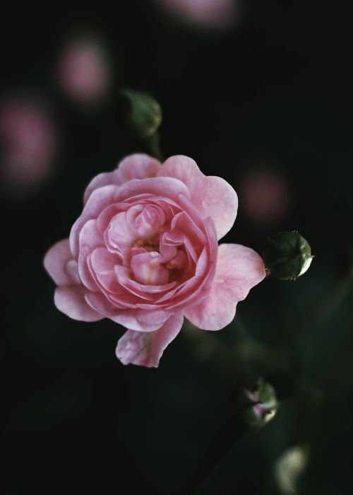 Rožinis, Žiedlapis, Gėlė, Blur