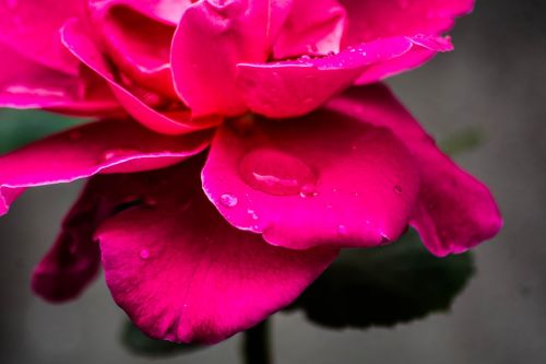 Rožinis, Žiedlapis, Rožė, Gėlė, Augalas, Vanduo
