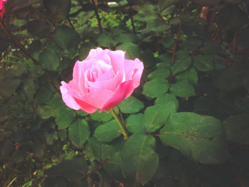 Rožinis, Rožė, Gėlė