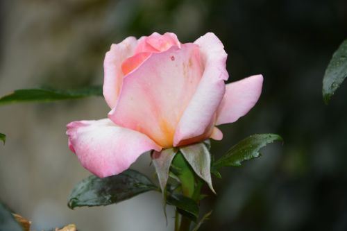 Rožinis, Rožių Krūmas, Gėlė, Augalas, Blyškiai Rožinė