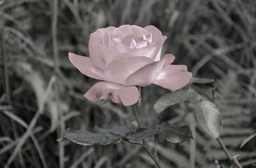 Rožinis, Vaizdas Juodas Šviesiai Rausvas, Augalas, Gamta