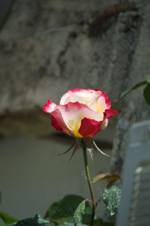 Rožinis, Gėlė, Rožių Krūmas, Gamta