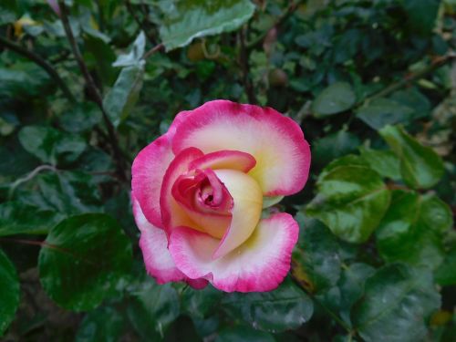 Rožinis, Rožė, Augalas, Flora