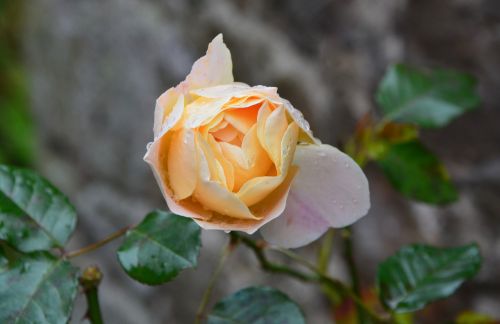 Rožinis, Geltona Rožė, Rožių Krūmas, Gėlė, Bicolor Pink, Augalai Žydintys, Augalas, Gamta