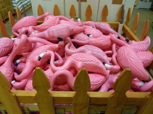 Rožinis, Flamingo, Paukštis, Spalva, Makro, Iš Arti, Spalvinga, Paukščiai, Rožinės Spalvos Plunksnos, Flamingos, Rožinis Flamingas, Amerikietiškas Flamingas, Vasara, Kiemas, Ornamentas, Flock