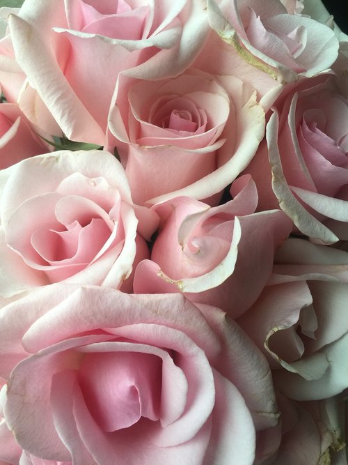 Rožinis,  Rožės,  Puokštė,  Gėlių,  Pobūdį,  Žiedlapis,  Romantika,  Gėlė,  Meilė