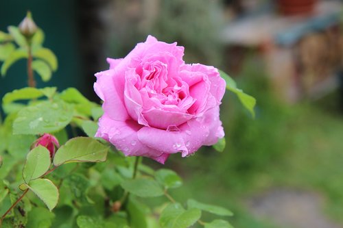 Rožinis,  Rožinė Rožė,  Rožių Krūmas,  English Išaugo,  Rausvos Gėlės,  Rožinė Mygtuką