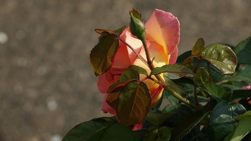 Rožinis,  Gėlė,  Gamta