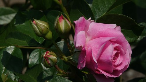 Rožinis,  Romantiškas Sodas,  Gamta
