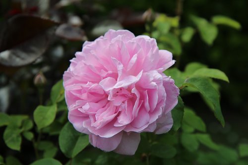 Rožinis,  Rožių Krūmas,  Rosier English,  Rožinė Rožė,  Rausvos Gėlės