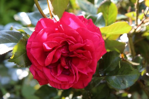 Rožinis,  Rožių Krūmas,  Raudona Roze,  Raudona Gėlė,  Rosier Cousteau