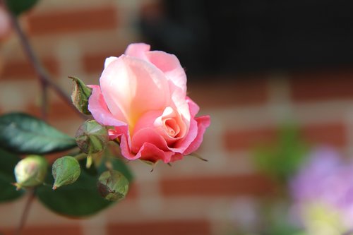 Rožinis,  Išaugo Pumpurų,  Rožinė Rožė,  Rožių Krūmas,  Rožinė Gėlė
