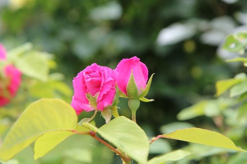 Rožinis,  Rožinė Rožė,  Rožių Krūmas,  Rausvos Gėlės,  Žydėjimas