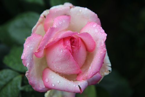Rožinis,  Rožinė Rožė,  Rožių Krūmas,  Rausvos Gėlės,  Žydėjimo,  Rožių Žiedlapiai,  Rožė