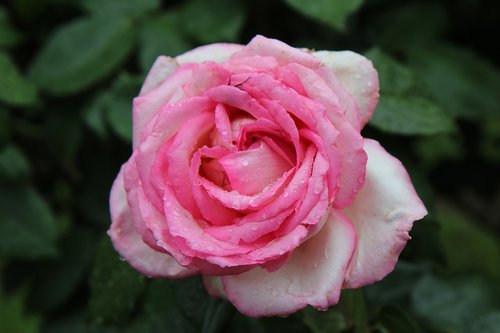 Rožinis,  Rožių Krūmas,  Rožinė Rožė,  Rausvos Gėlės,  Rožinė Gėlė,  Rožių Žiedlapiai