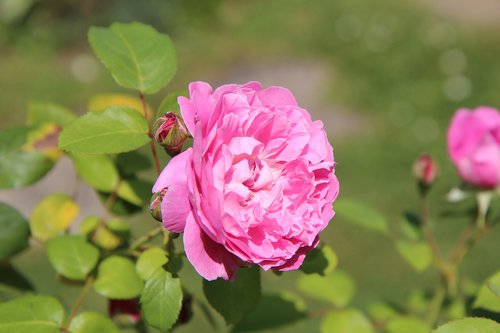 Rožinis,  Rožinė Rožė,  Rosier English,  Rožių Žiedlapiai,  Žydėjimas