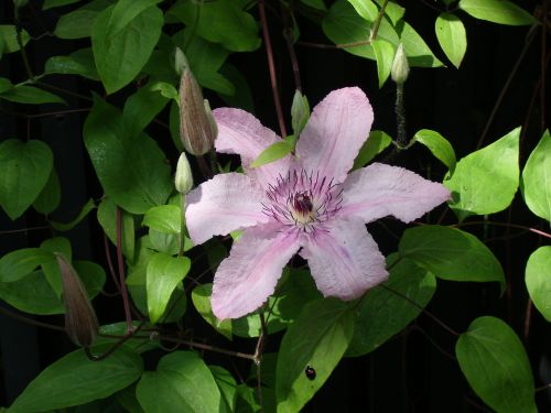 Rožinis, Gėlė, Clematis