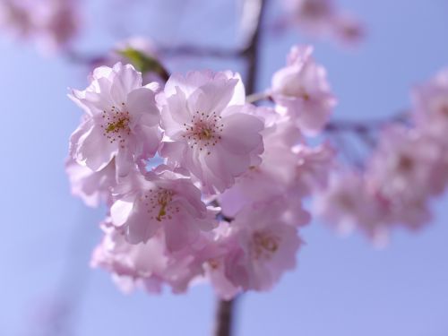 Rožinis, Vyšnia, Gėlės, Japonijos Vyšnios Medis