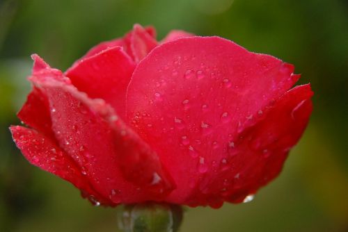 Rožinis, Rasa, Ryto Rasa, Madagaskaras, Gėlė, Raudona, Raudonos Rožės