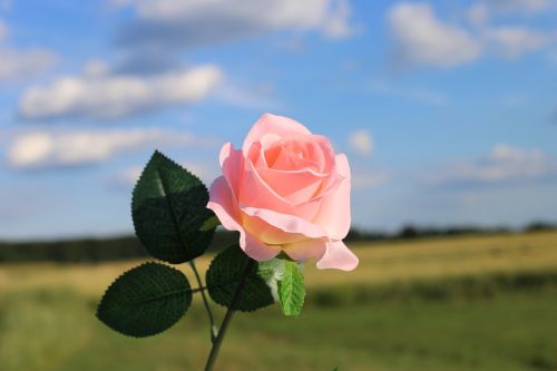 Rožinė Dirbtinė Rožė, Gėlė, Spalvinga, Gražus, Lauke, Gamta
