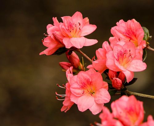 Rožinės Azalijos, Rhododendron Kurume, Azalijos Koralų Skambučiai, Visžalis Krūmas, Pavasario Gėlės, Žiedai