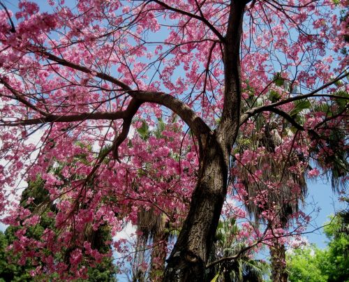 Medis,  Filialai,  Gėlės,  Žydi,  Rožinis,  Vaisingas,  Pavasaris,  Parkas,  Rožinis Žydėjimas Ant Medžio