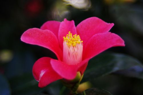 Rožinis,  Kamelija,  Gėlė,  Iš Arti,  Makro,  Rožinė Camellia Gėlė Arti