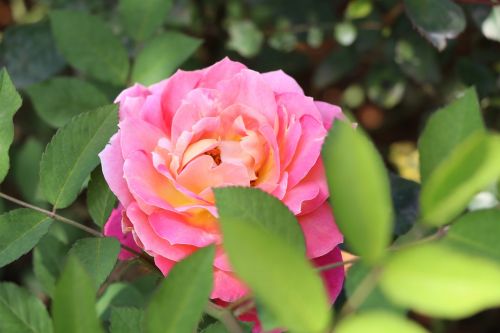 Rožinė Porceliano Rožė, Gėlės, Gamta, Augalas