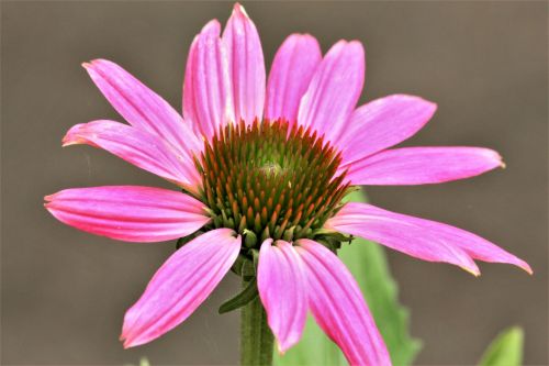 Gamta,  Augalai,  Gėlės,  Dygliuota Veislė,  Echinacea,  Rožinė & Nbsp,  Gėlė,  Rožinė & Nbsp,  Coneflower,  Rožinė & Nbsp,  Ežiuolė,  Pilka & Nbsp,  Fonas,  Žiedlapiai,  Rožinės & Nbsp,  Žiedlapių,  Žydėti,  Žydi,  Rožinė Raibulė Arti