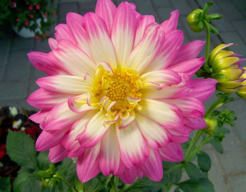 Rožinė Dahlia,  Gėlių Sodas,  Pavasario Gėlė