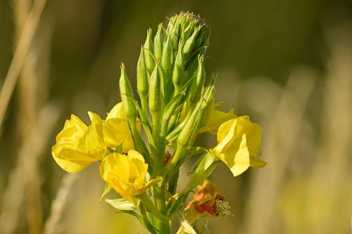 Rožinė Vakarinė Ramunė, Gėlės, Žiedas, Žydėti, Gamta, Aštraus Gėlė, Oenothera